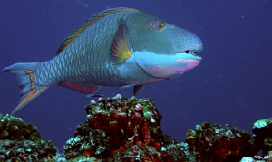 Maldives 2021 - Perroquet bicolore - Bicolor parrotfish - Cetoscarus bicolor - DSC00189_rc